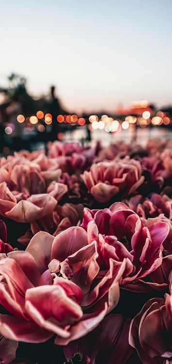 建筑, 艺术, 消息, 粉红色, 显花植物 壁纸 1420x3000 允许