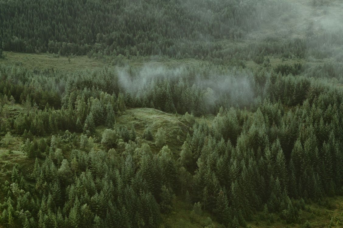 tree, nature, vegetation, natural environment, green