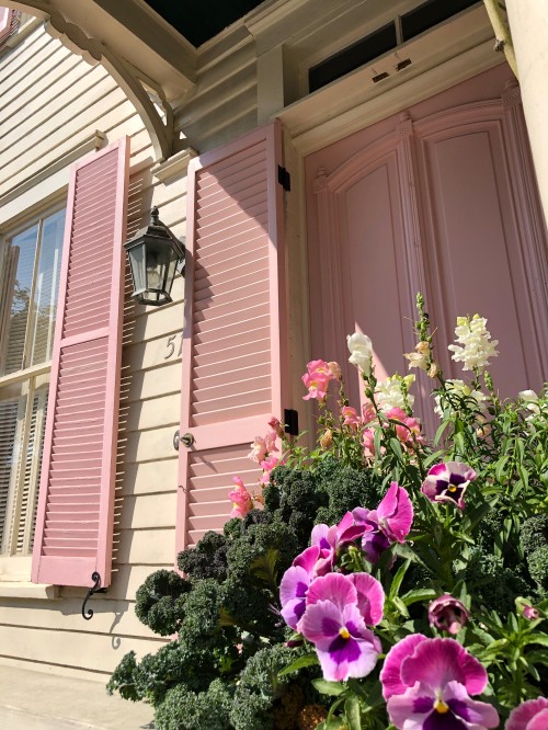 Image purple flowers beside pink wooden window