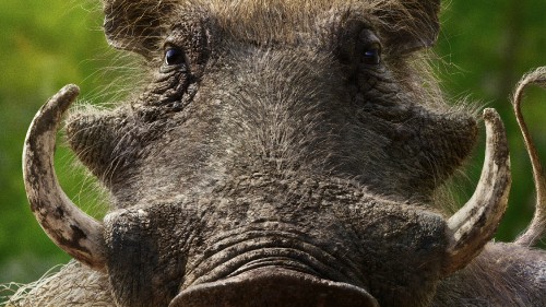 Image black and brown animal during daytime