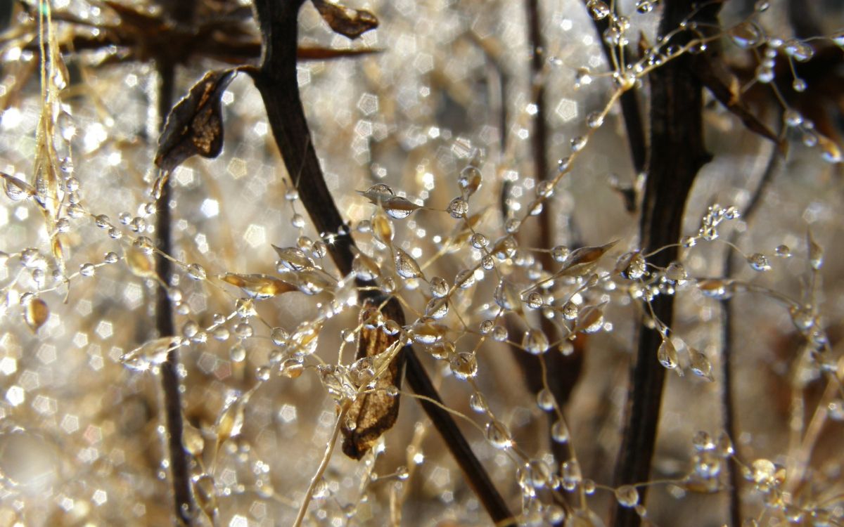 brown dried leaf on brown stem