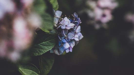 Image blue flower in tilt shift lens