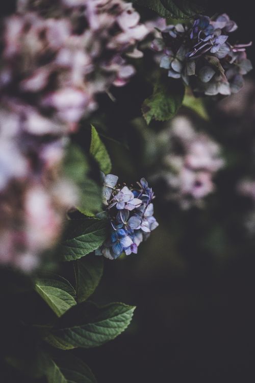 Blue Flower in Tilt Shift Lens. Wallpaper in 5304x7952 Resolution