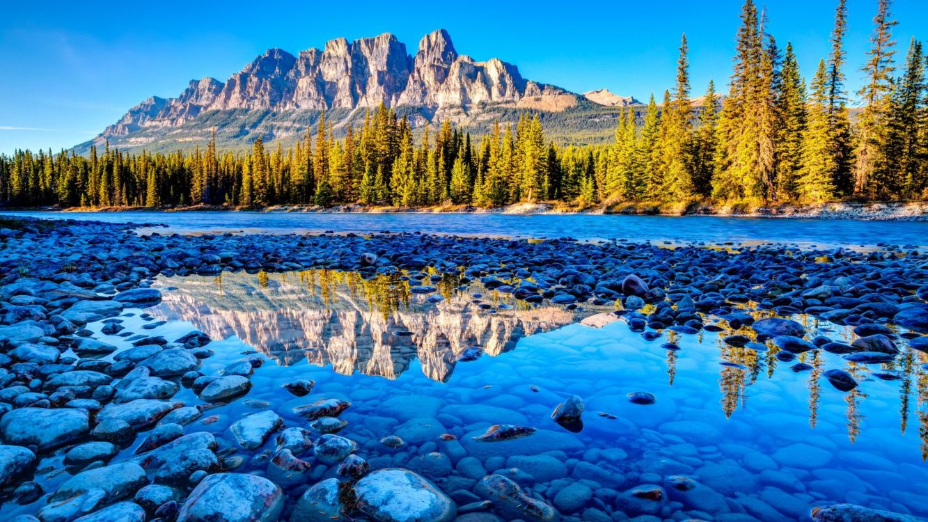 Pins Verts Près D'un Plan D'eau Pendant la Journée. Wallpaper in 2560x1440 Resolution