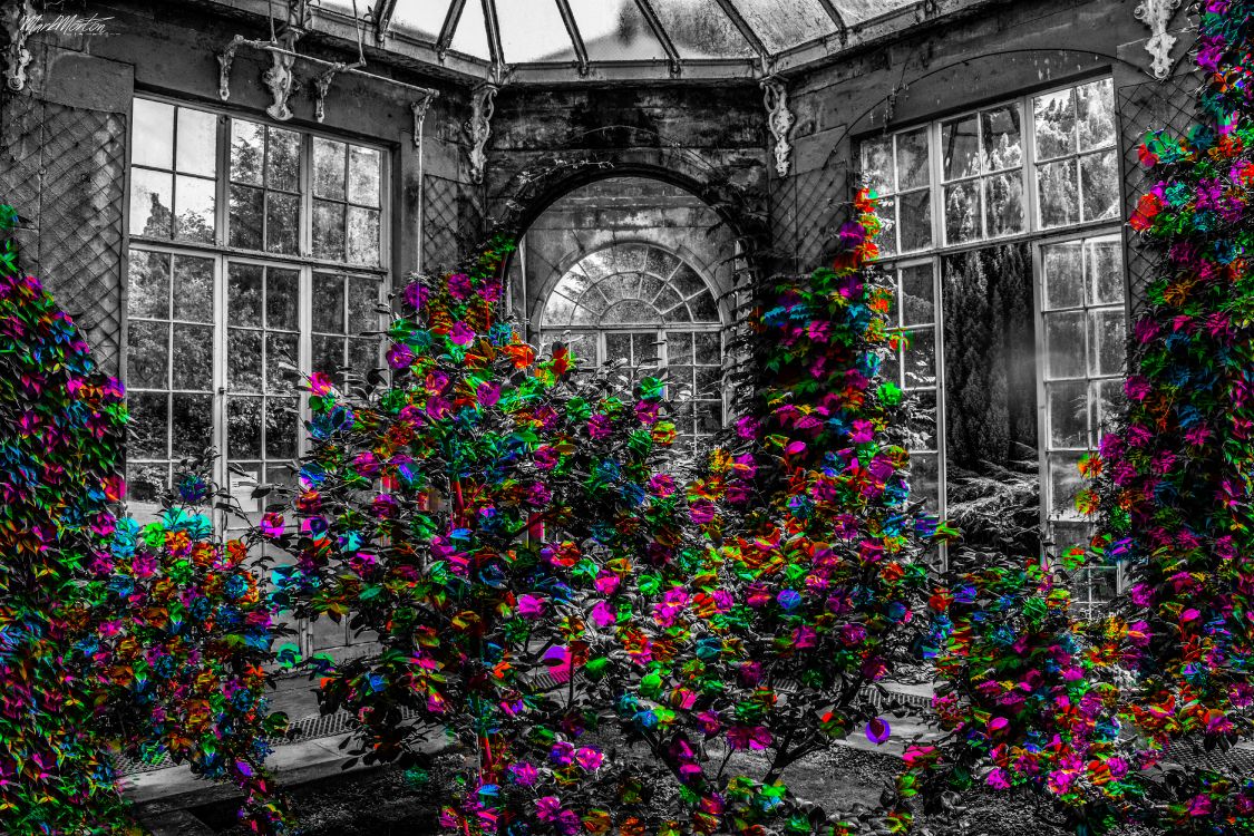 Plante Violette et Verte Devant le Bâtiment. Wallpaper in 6000x4000 Resolution