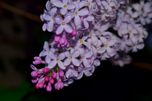 Image purple and white flowers in tilt shift lens