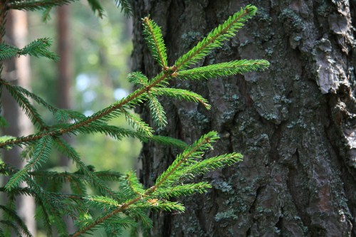 Image green pine tree branch in close up photography