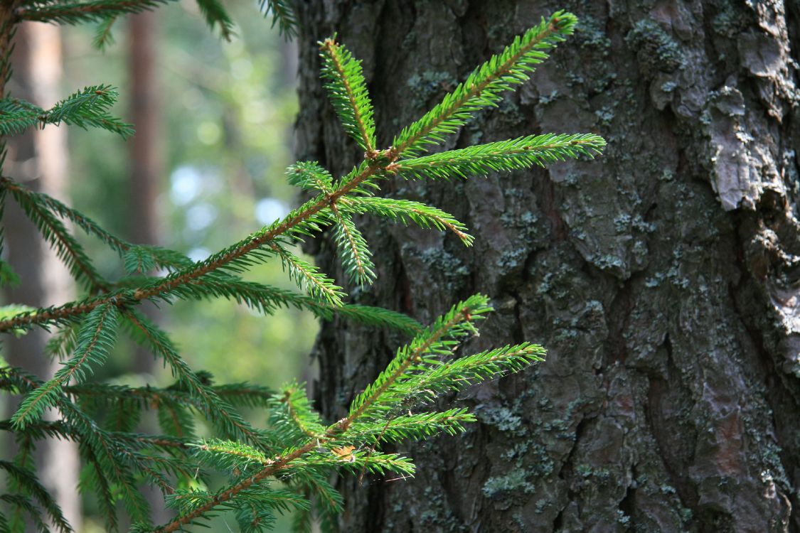 Green Pine Tree Branch in Close up Photography. Wallpaper in 3888x2592 Resolution