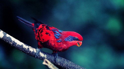 Image red and black bird on brown tree branch