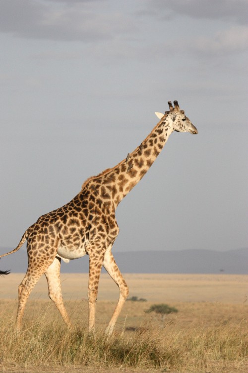 Image brown giraffe standing on brown field during daytime