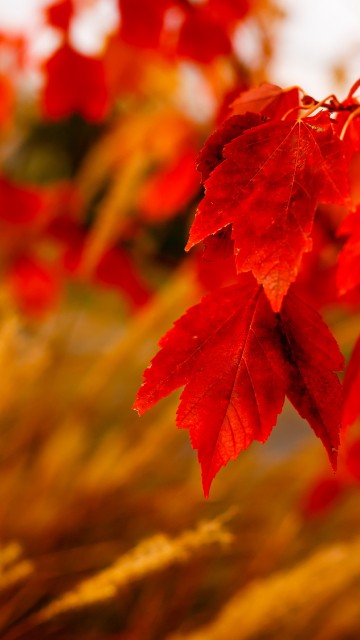 Image red leaves in tilt shift lens