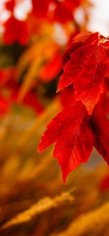 Image red leaves in tilt shift lens