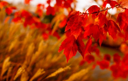 Image red leaves in tilt shift lens