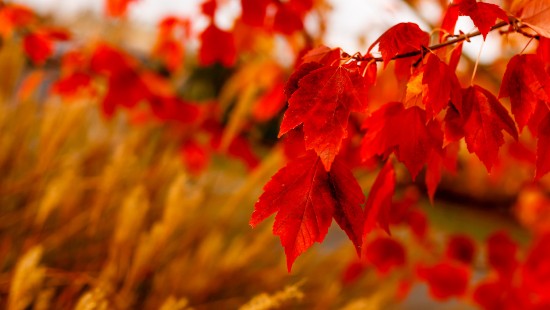 Image red leaves in tilt shift lens