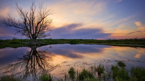 Image leafless tree on green grass near lake during sunset