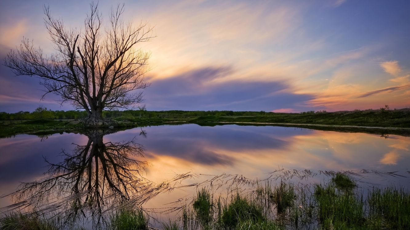 leafless tree on green grass near lake during sunset