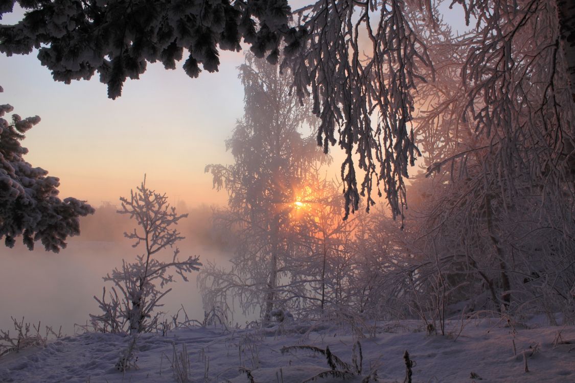 Arbres Verts Sur le Sol Couvert de Neige Pendant le Coucher du Soleil. Wallpaper in 3345x2230 Resolution