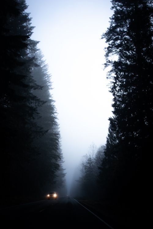 Arbres Verts Sous un Ciel Blanc Pendant la Journée. Wallpaper in 4000x6000 Resolution