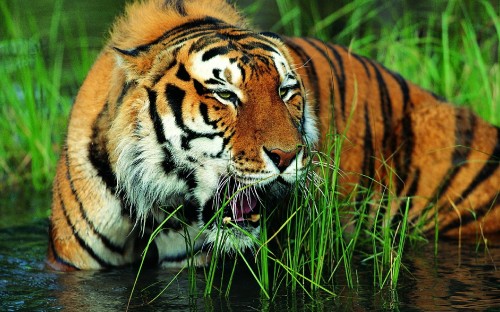 Image brown and black tiger on green grass during daytime