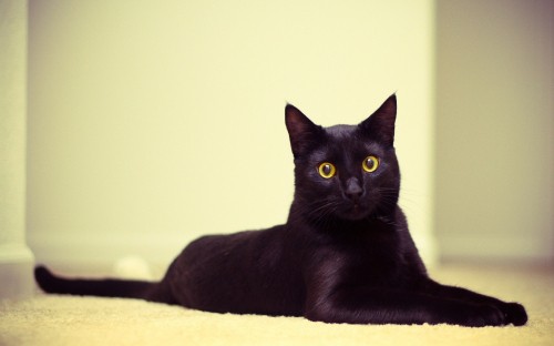 Image black cat on white textile