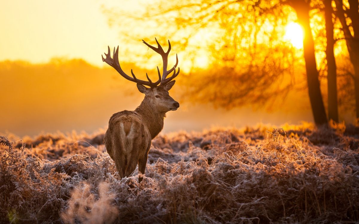 Brown Deer on Brown Grass During Sunset. Wallpaper in 2560x1600 Resolution