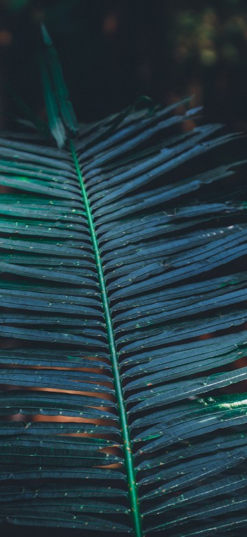 Image leaf, turquoise, Factory, water, vegetation
