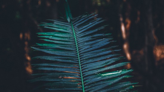 Image leaf, turquoise, Factory, water, vegetation