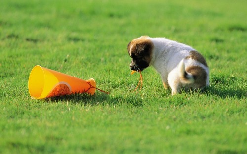 Image brown and white short coated small dog on green grass field during daytime