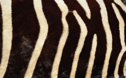 Image black and white zebra textile