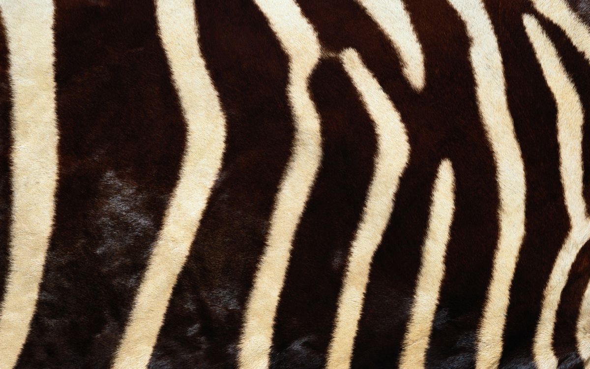 black and white zebra textile