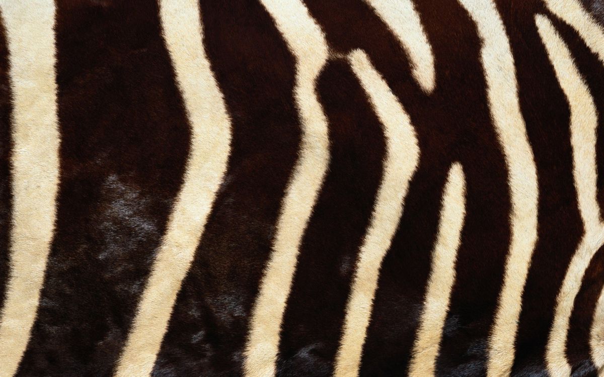 Schwarz-weißes Zebra-Textil. Wallpaper in 1920x1200 Resolution