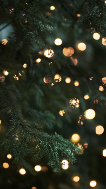 Image christmas tree lights, christmas, christmas lights, christmas tree, lighting