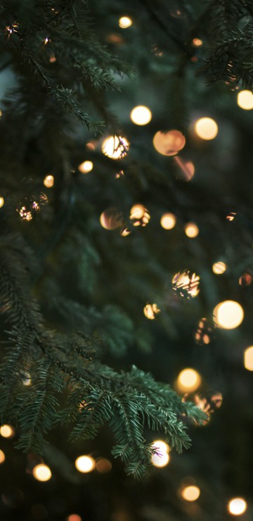 Image christmas tree lights, christmas, christmas lights, christmas tree, lighting