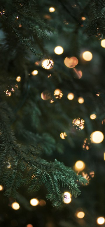 Image christmas tree lights, christmas, christmas lights, christmas tree, lighting