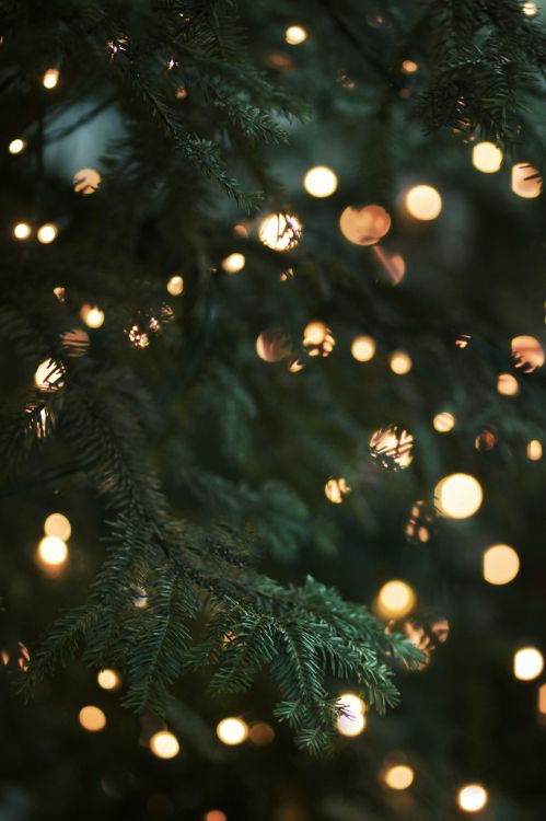 Weihnachtsbeleuchtung, Weihnachtsbaum, Baum, Christmas Ornament, Licht. Wallpaper in 3178x4768 Resolution