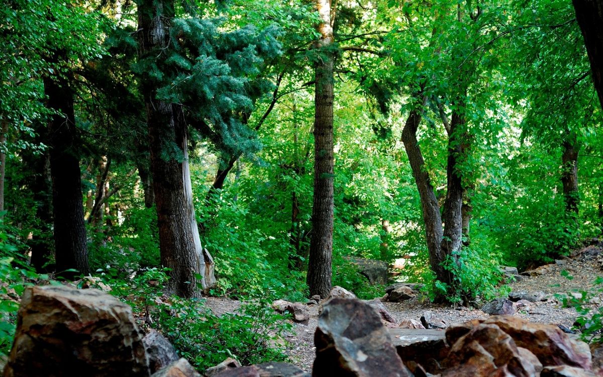 Arbres Verts et Roches Brunes. Wallpaper in 1920x1200 Resolution