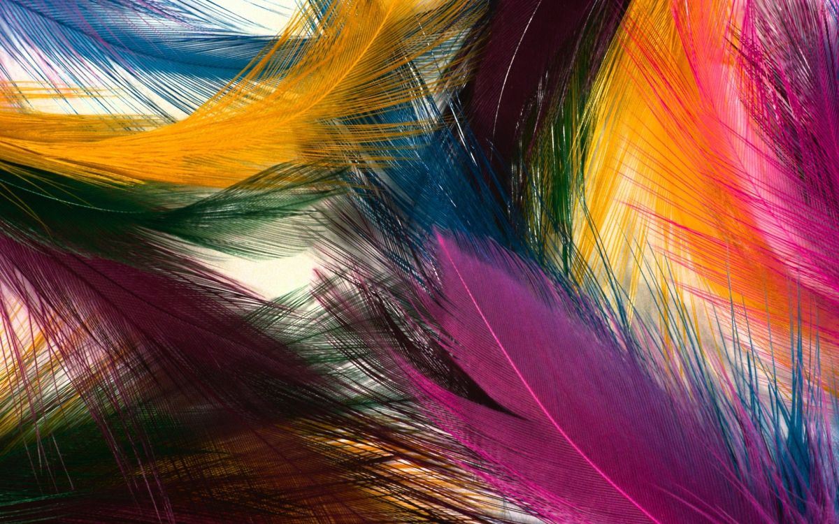 Red Blue and White Feather. Wallpaper in 1920x1200 Resolution