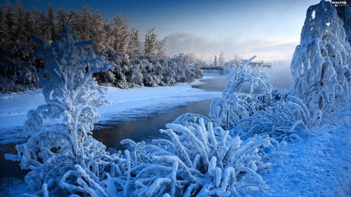 Image snow covered trees near lake during daytime