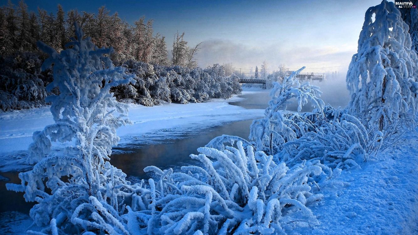 snow covered trees near lake during daytime