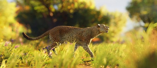 Image brown and black cheetah walking on green grass during daytime