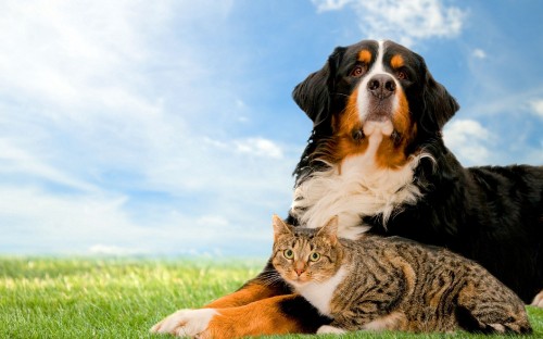 Image brown white and black long coated dog lying on green grass field during daytime