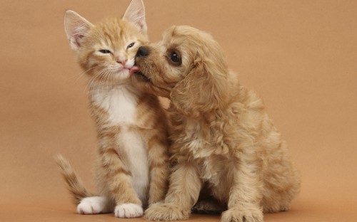 Image cats and dogs cute, puppy, kitten, ragdoll, maine coon