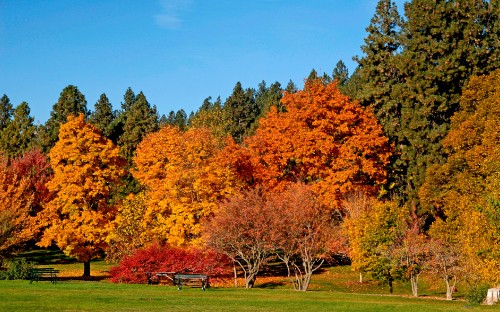 Image brown and green trees under blue sky during daytime