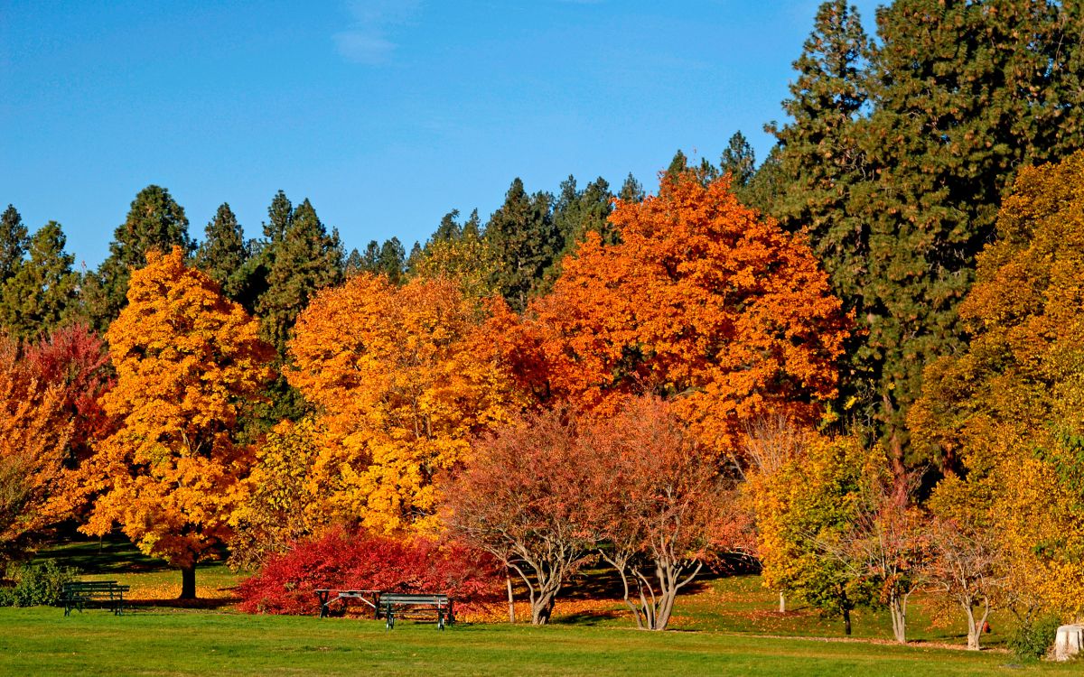 brown and green trees under blue sky during daytime