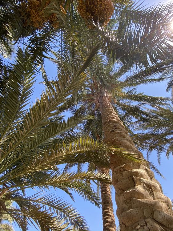 Vegetation, Pflanzen, Kokosnuss, Babassu, Wissenschaft. Wallpaper in 1536x2048 Resolution