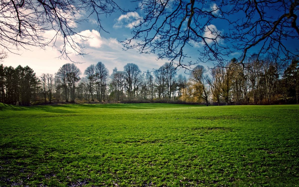 green grass field under blue sky during daytime