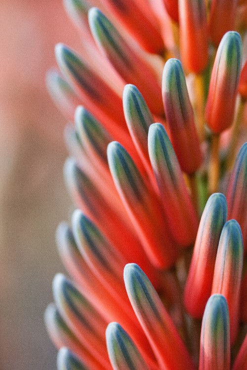 Image red blue orange flower, blue, flower, orange, color scheme