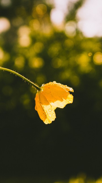 Image yellow leaf in tilt shift lens