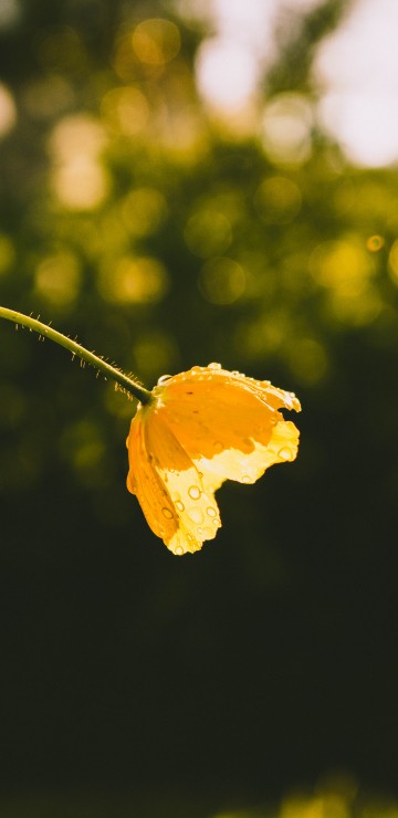 Image yellow leaf in tilt shift lens