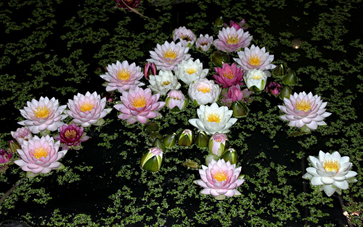 purple and white flowers on black textile